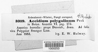 Aecidium polygalinum image